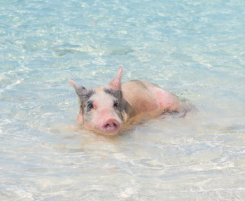 Ngộ độc chất Sắt trên heo con